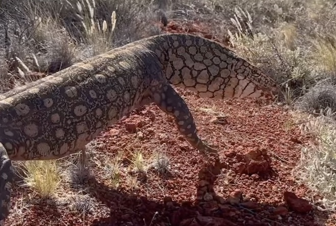 ‘What a Total Bad*ss’: This Huge Lizard Can Eat Kangaroos