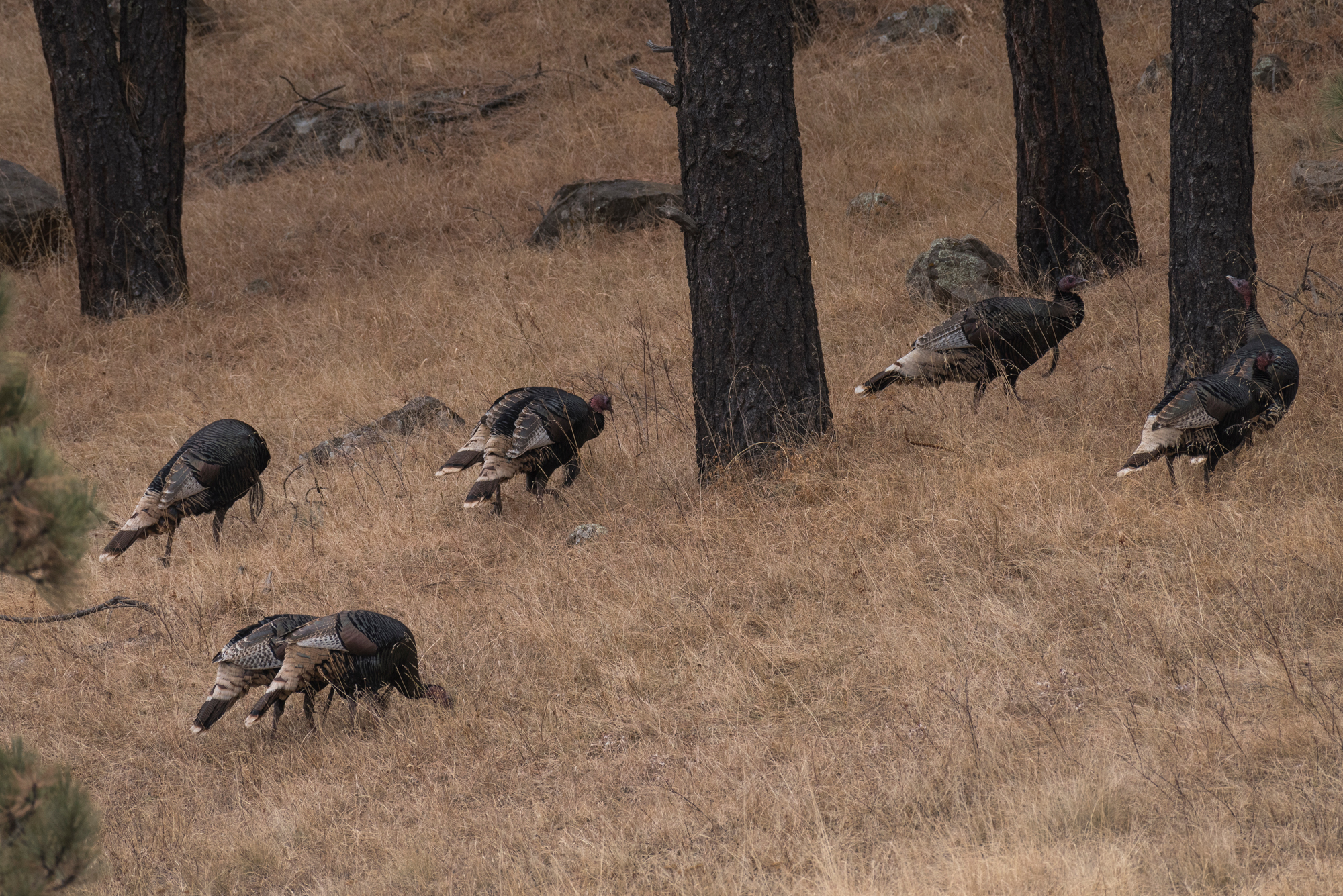 feeding turkeys