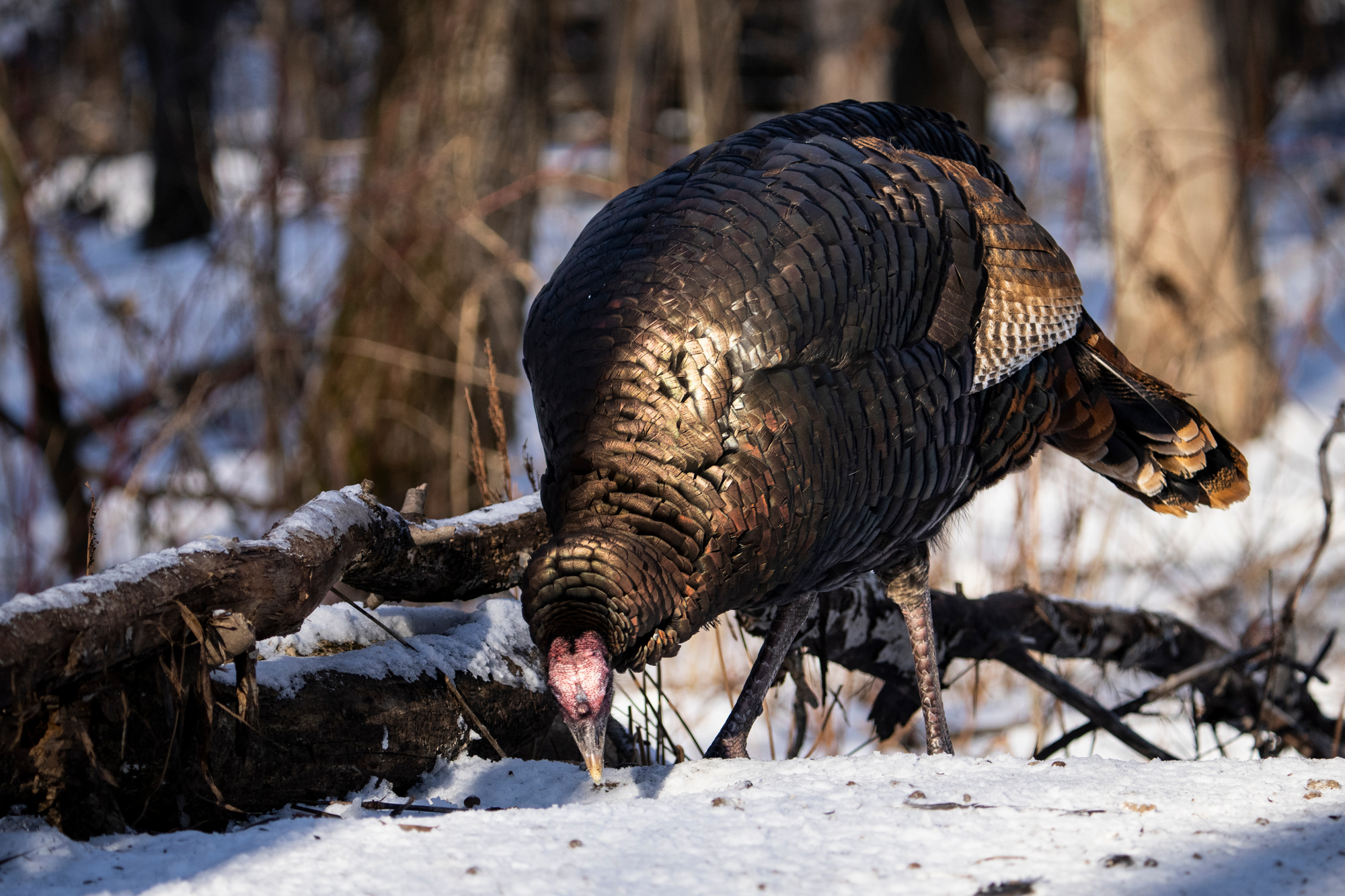 A wild turkey feeds in the snow in Canada.