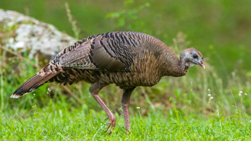 What Do Wild Turkeys Eat?