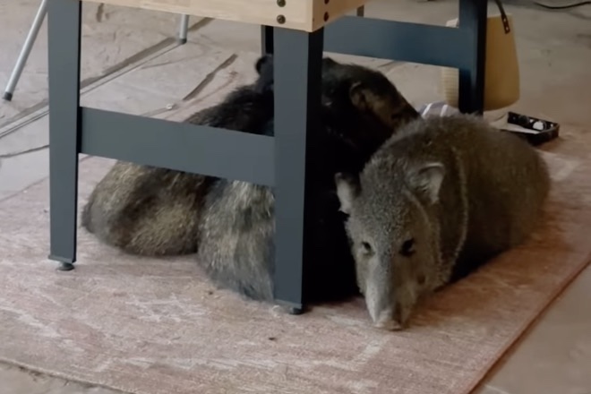 When the Outdoors Invades: Javelinas Break Into Arizona Home