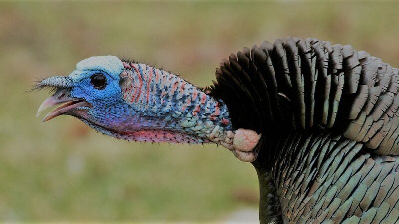 Why Do Turkeys Gobble at Owls?