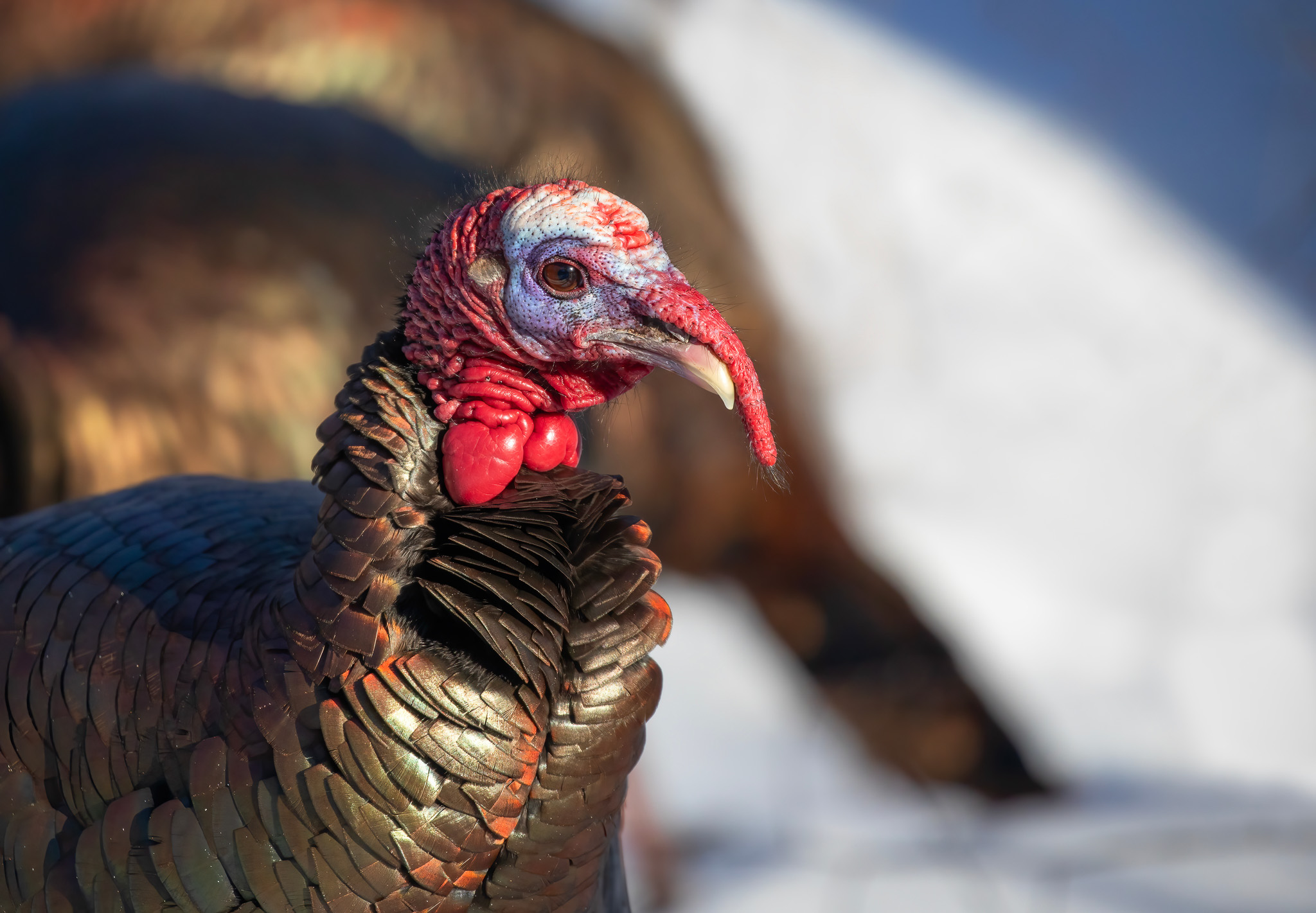 Another photo of a turkey's snood.