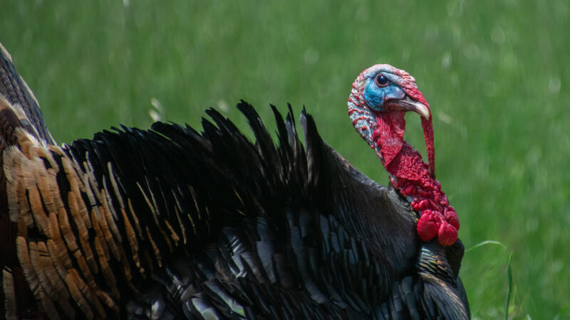 Why Do Turkeys Have Snoods?