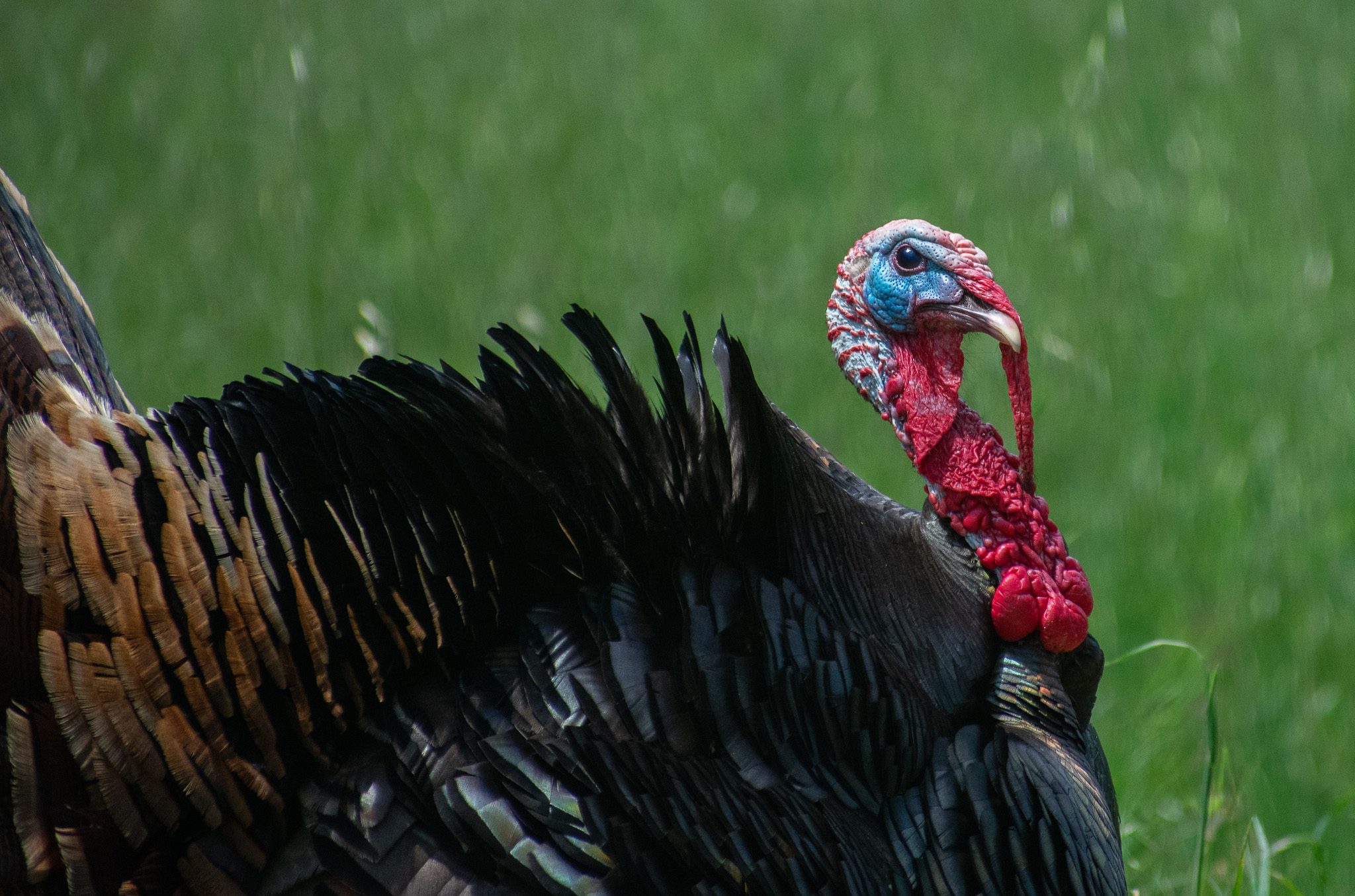 A Rio Grande tom with a long snood cocks its head.