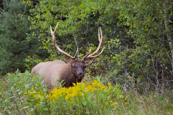 WI Daily Update: Apply for a 2025 elk-hunting license – Outdoor News