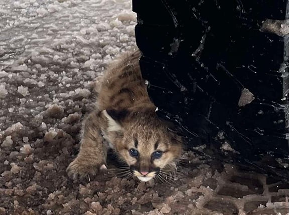 WI Daily Update: Cougar kittens confirmed in Michigan for first time in more than a century – Outdoor News