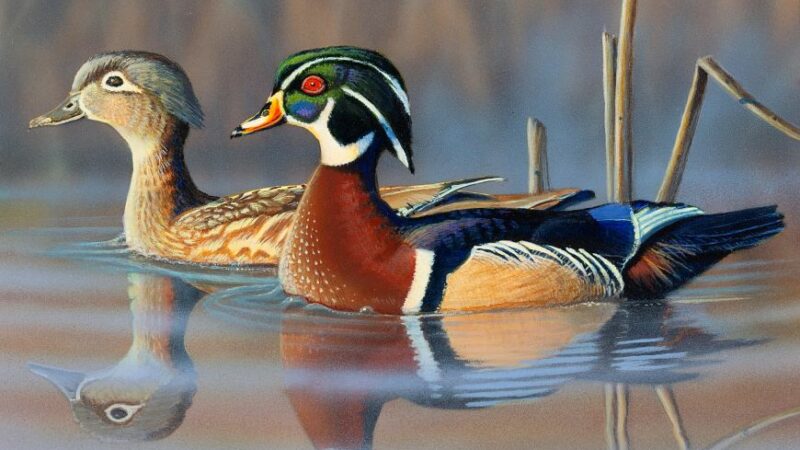 WI Daily Update: Entries being accepted for wildlife stamp contests – Outdoor News