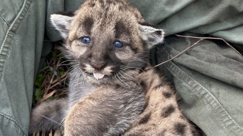 Wild Florida Panther Gives Birth to Three Kittens After Losing Three