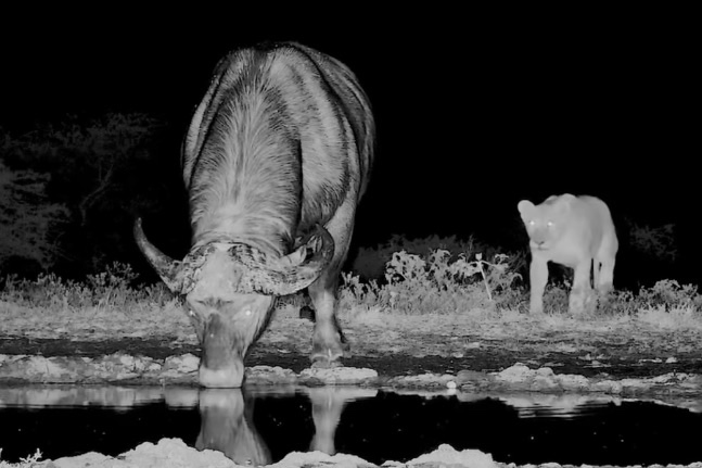 Wild Lioness Silently Stalks Buffalo in Creepy Video