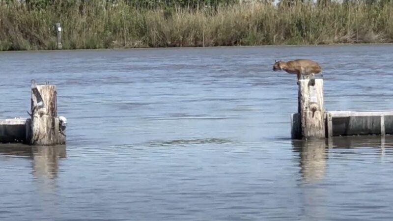 Will the Bobcat Make It? Wild Cat Attempts an Impressive Leap