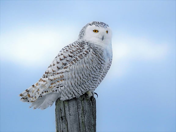 Wisconsin DNR announces necropsy results for snowy owl found dead in New Glarus – Outdoor News