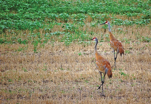 Wisconsin State Roundup: Bills introduced as possible sandhill crane hunting season gains steam – Outdoor News