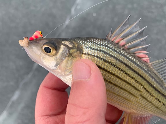 Yellow bass fishery developing a legion of angling fans in southern Minnesota – Outdoor News