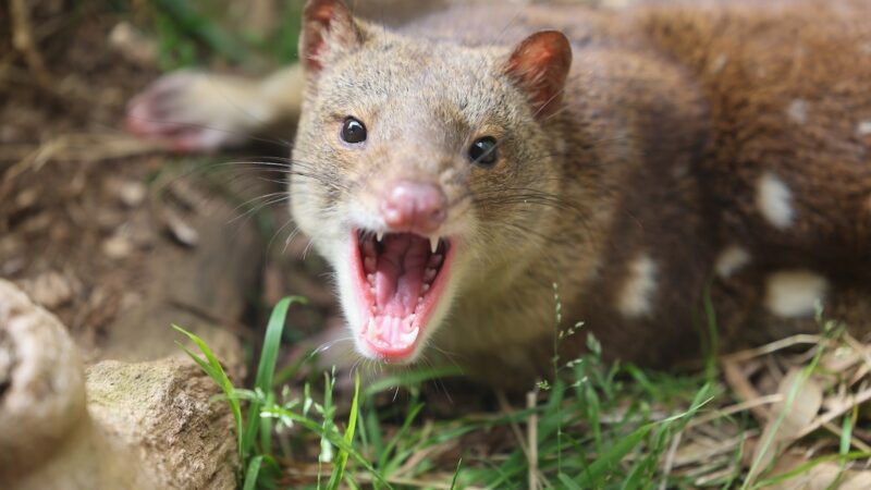 Caught on Trail Cam: Rare Footage Shows a Quoll Fight