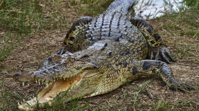 Selfie With ‘Crocodile Statue’ Goes Wrong Because It’s a Real Croc