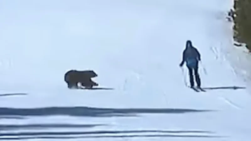 Skier Barely Dodges Black Bear at Colorado Resort (Video)