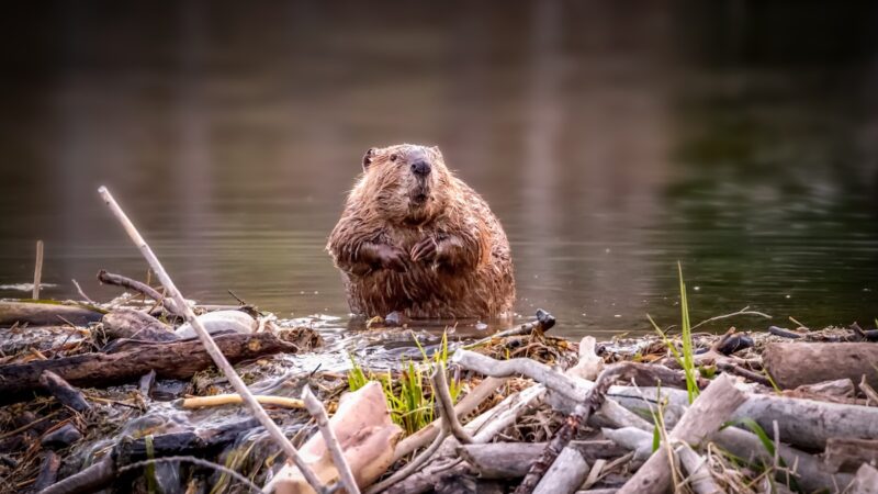 Sound on: Beaver Farts (Loudly) on a Cornwall Trail Cam