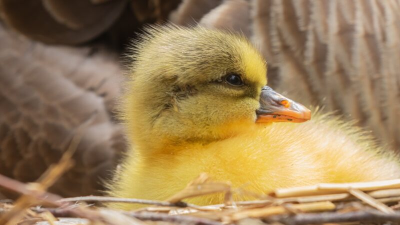 ‘Wait for Meee!’: Adorable Photos Show Goslings Leaving the Nest