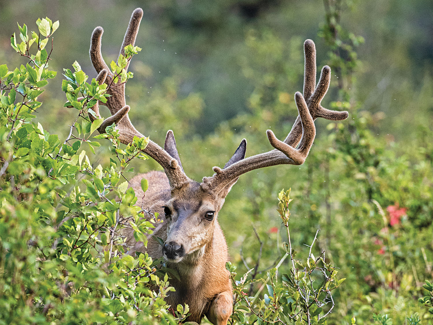 A Mule deer in full velvet.