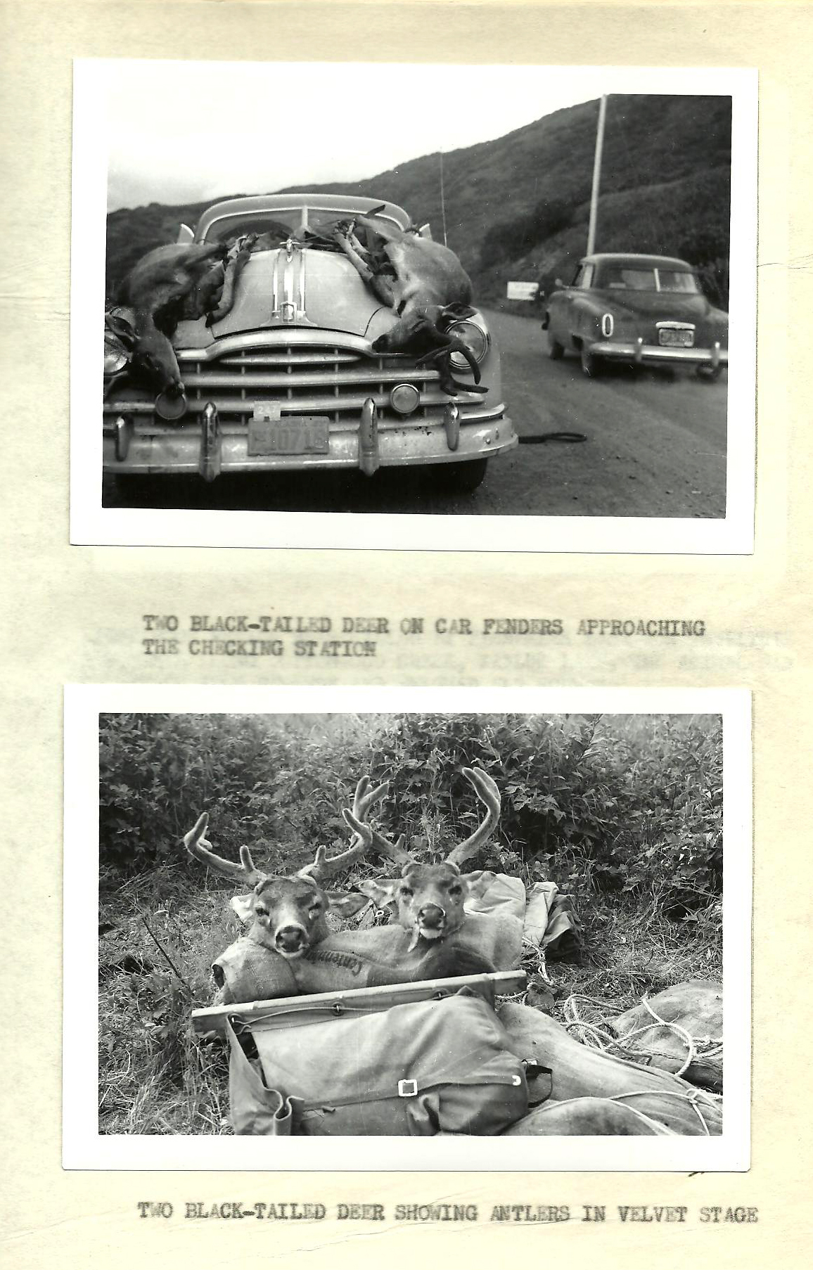 Two vintage black and white photos of blacktail deer on the hood of a car and caped heads on packs.