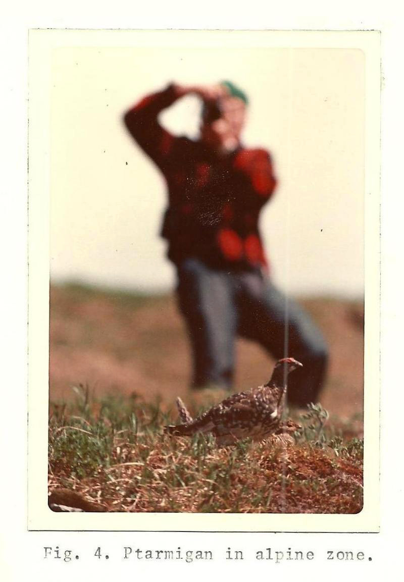 A vintage color photo of a man in a checked red shirt photographing a ptarmigan.