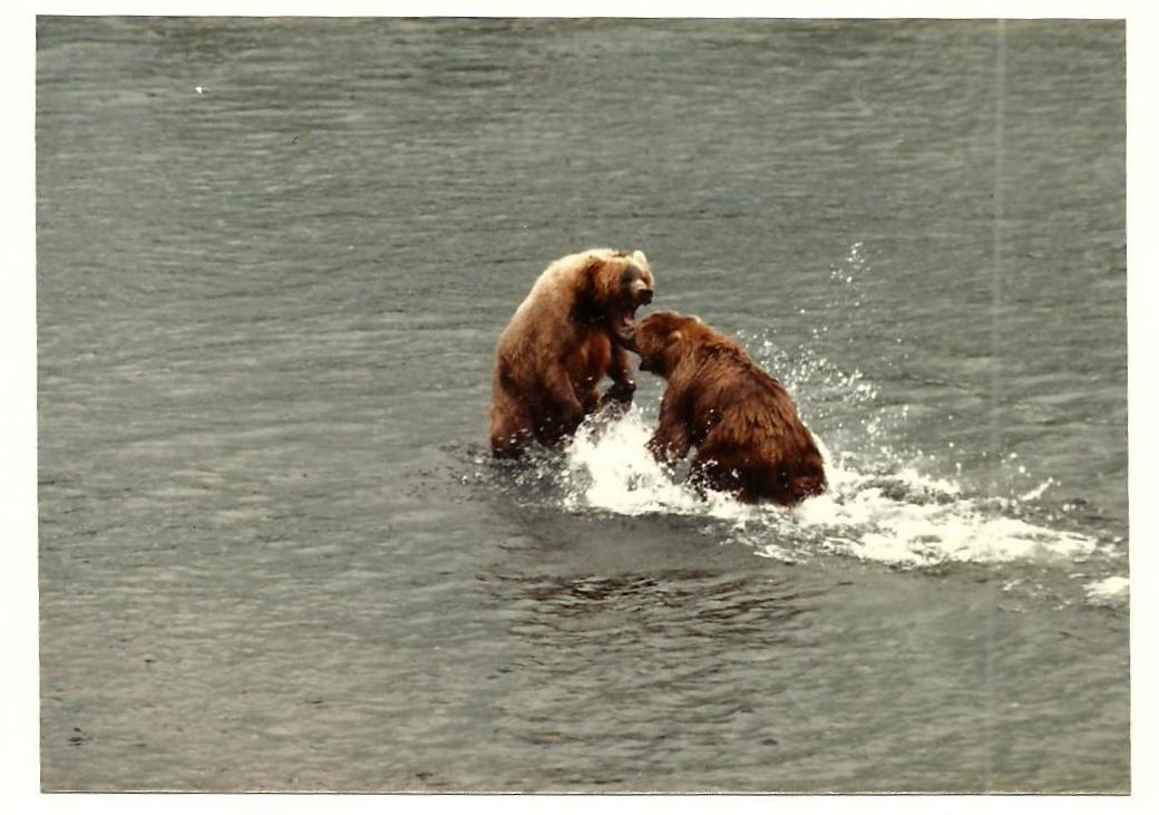 A vintage photo of two sow bears fighting in the water.