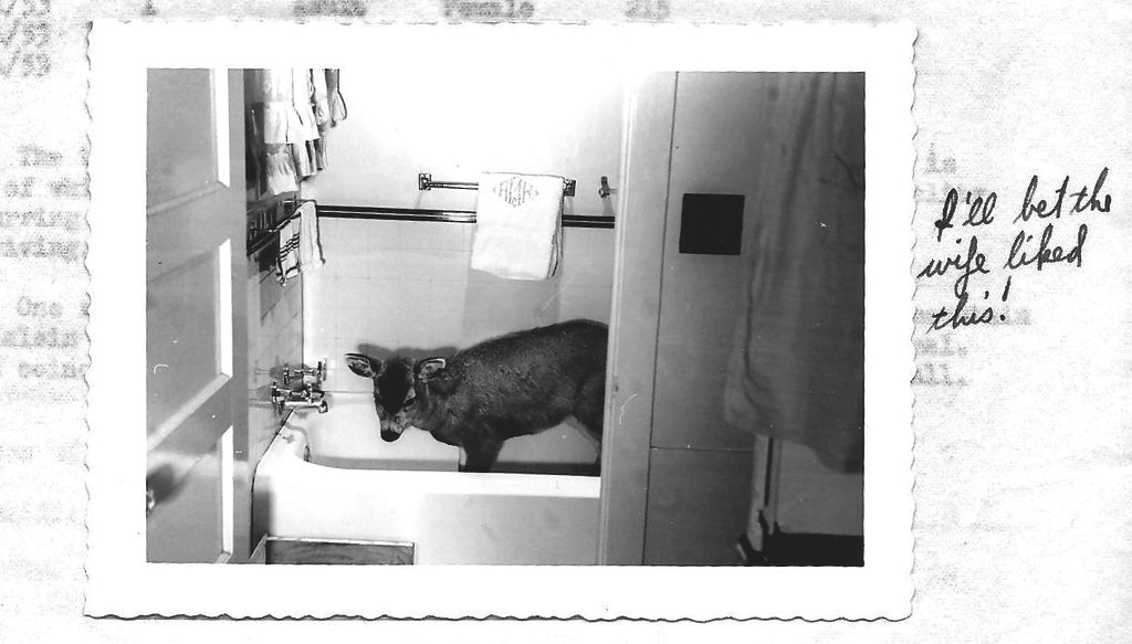 A vintage black and white photo of a blacktail deer in a bathtub.