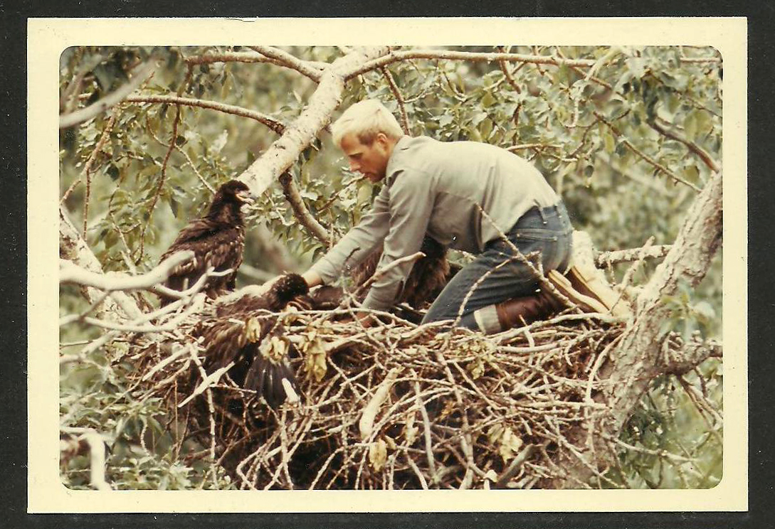 A vintage color photo of a biologist tagging eaglets in a nest.