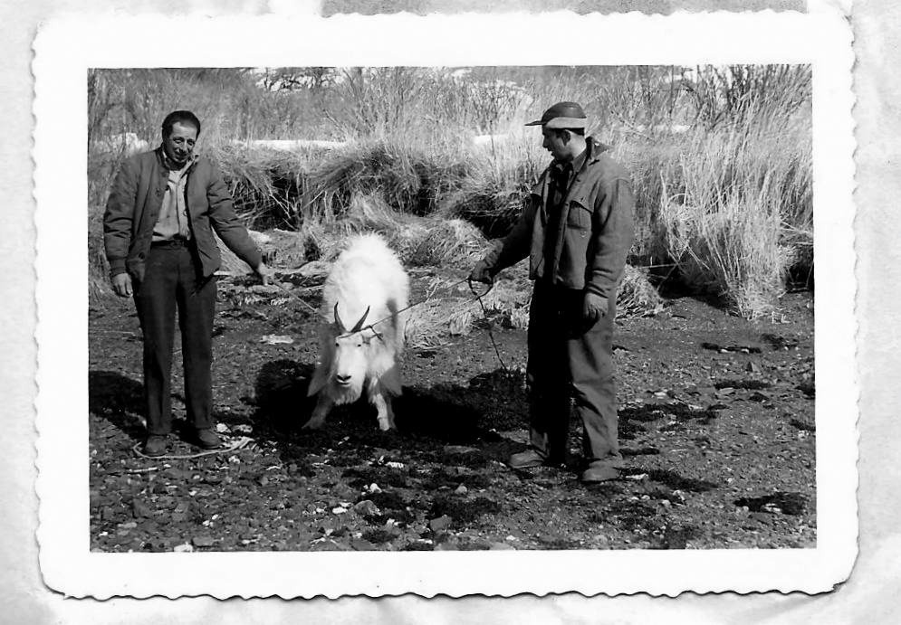 A vintage black and white photo of two men with ropes around a mountain goat they are planning to release on Kodiak Island.