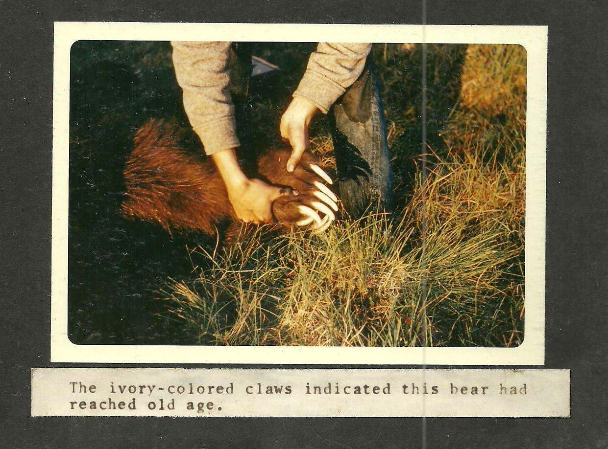 A vintage color photo of a mans hands holding up a big brown bear claw with ivory tips.
