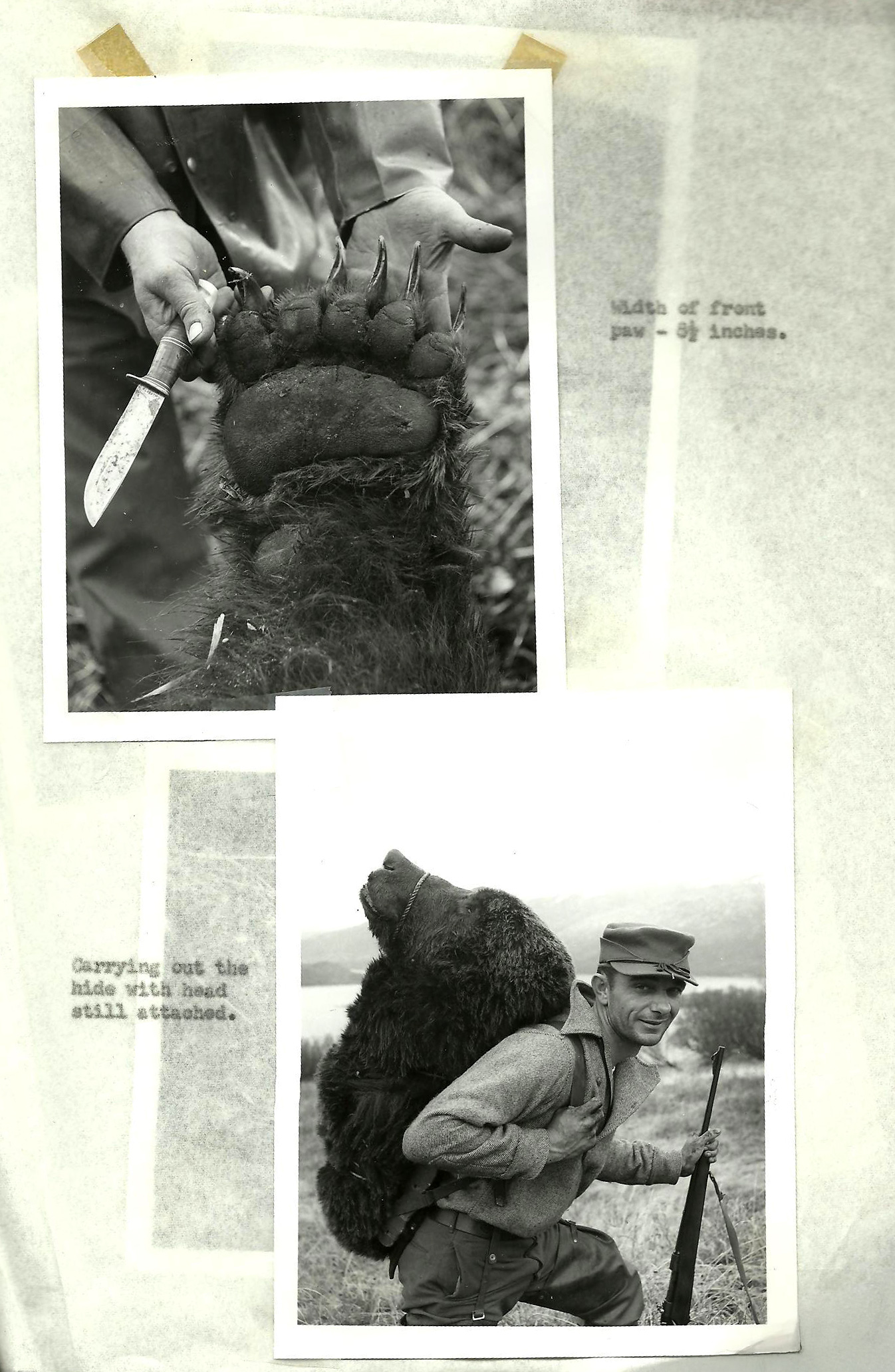A vintage black and white photo of a brown bear hunter on Kodiak Island.