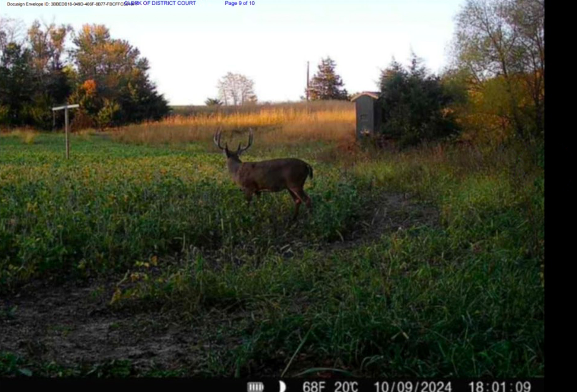 A trail cam photo showing a buck near a bean field.