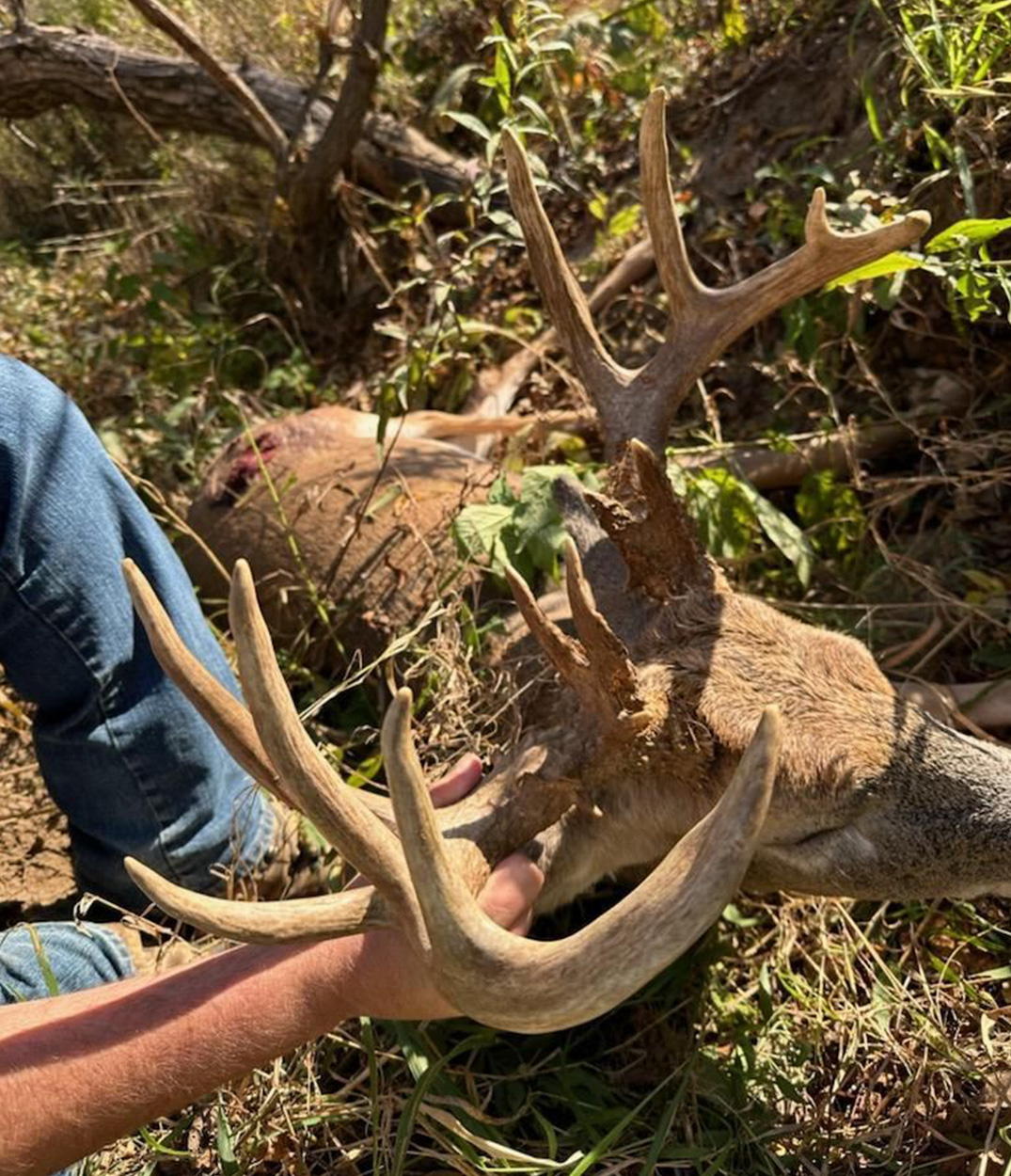 A closeup of a hunter's hands on a set of whitetail antlers.