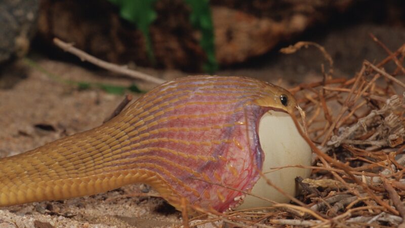 A Snake Couldn’t Possible Swallow That?? Just Wait (Viral Video)