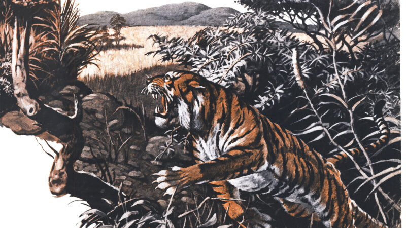 A Tiger Killed 23 Sheep in a Neighboring Village. We Spent Weeks Tracking It Down