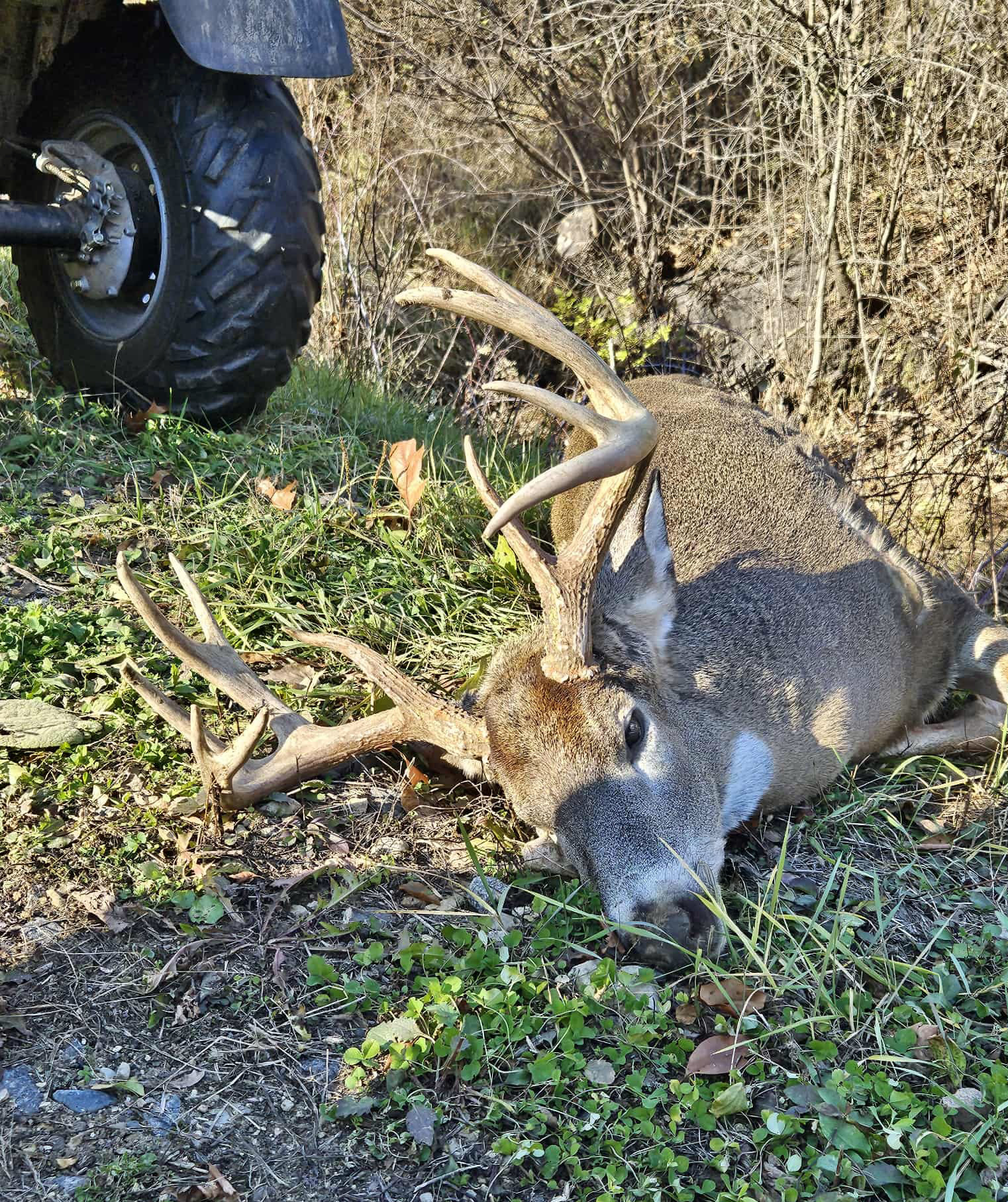 A large buck lays on the ground next to a tire.