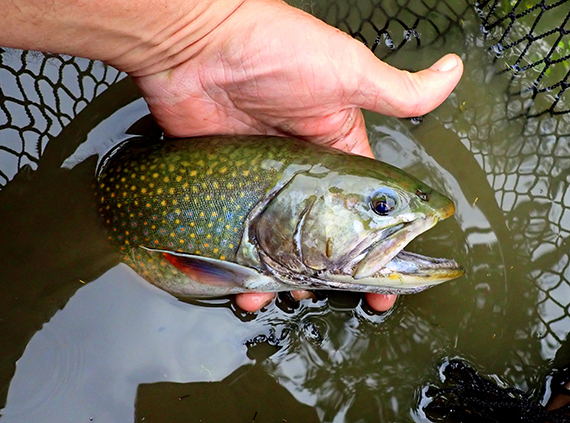 Adirondack brook trout plan proposed, with public invited to comment – Outdoor News