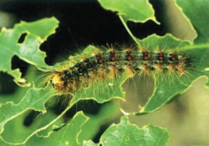 Agency sets spraying plans for Pennsylvania state game lands – Outdoor News