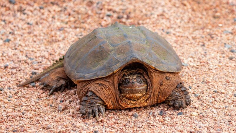 Angler Learns the Hard Way—Don’t Mess With Snapping Turtles