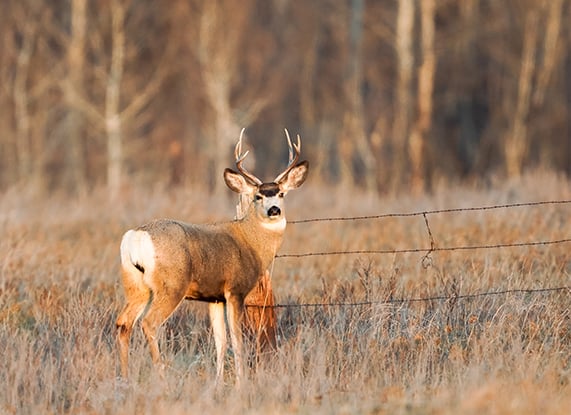 Available gun licenses reduced for North Dakota deer hunters during 2025 season – Outdoor News