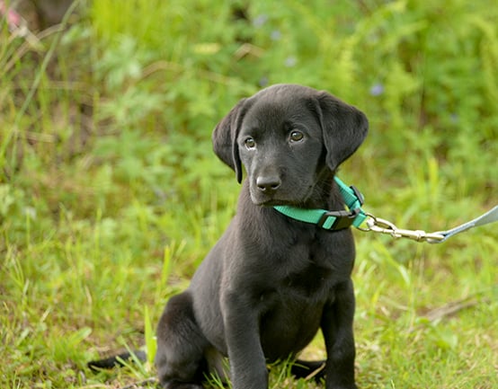 Avoid these common situations with puppies so they don’t become bird dog problems later – Outdoor News