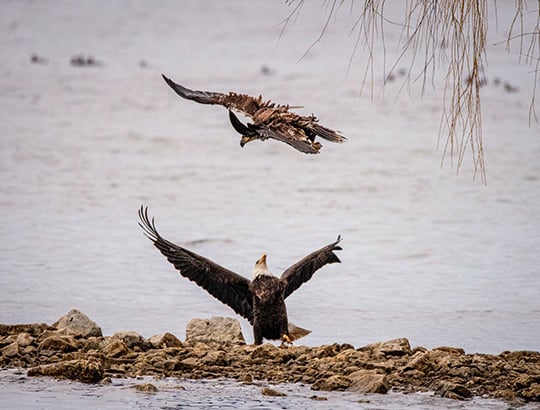 Backyard and Beyond: Bald eagle antics – Outdoor News