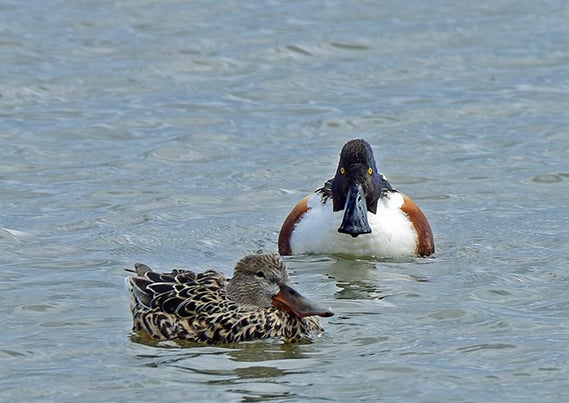 Backyard and Beyond: Spring has sprung! – Outdoor News