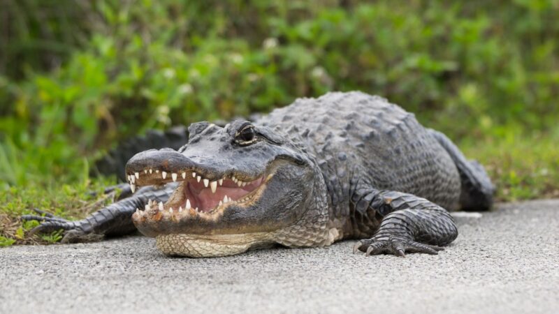 Barefoot Man Wrestles Giant Alligator in Florida Highway Median