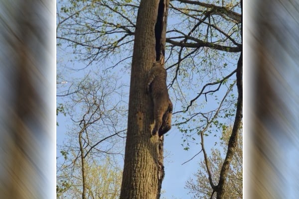 Bob Ohio bobcat dies after getting head stuck in split of a tree – Outdoor News