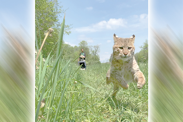 Bobcats spring back to life with a boost from Ohio wildlife center – Outdoor News