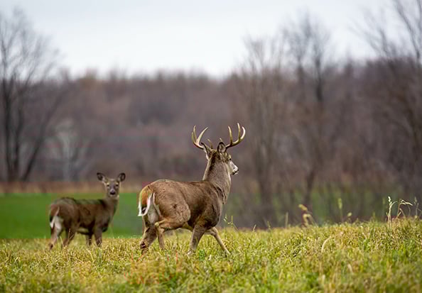 Bowhunter buck kill passes rifle harvest in Pennsylvania for the first time as crossbows lead the way – Outdoor News