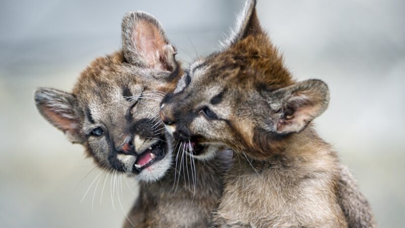Brighten Your Day by Watching Some Mountain Lion Kittens Play