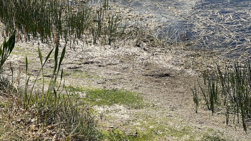 Can You Find the Gator Hanging out in the Swamp?